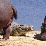 Crocodile Camp