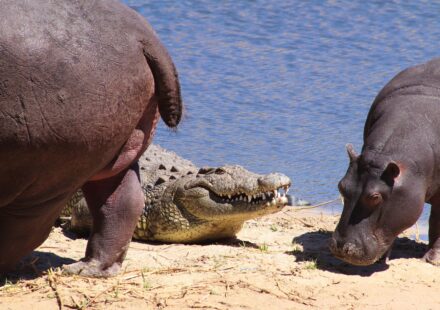 Crocodile Camp