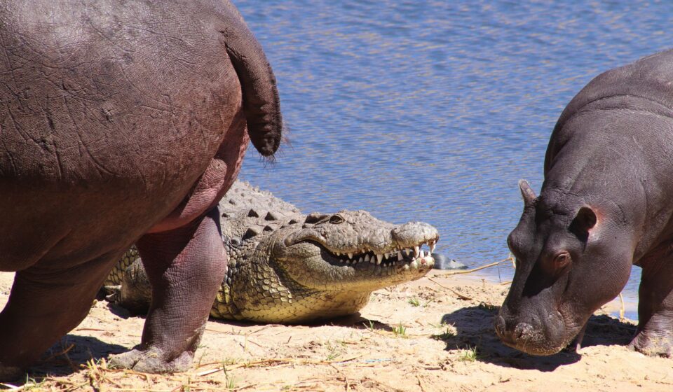 Crocodile Camp