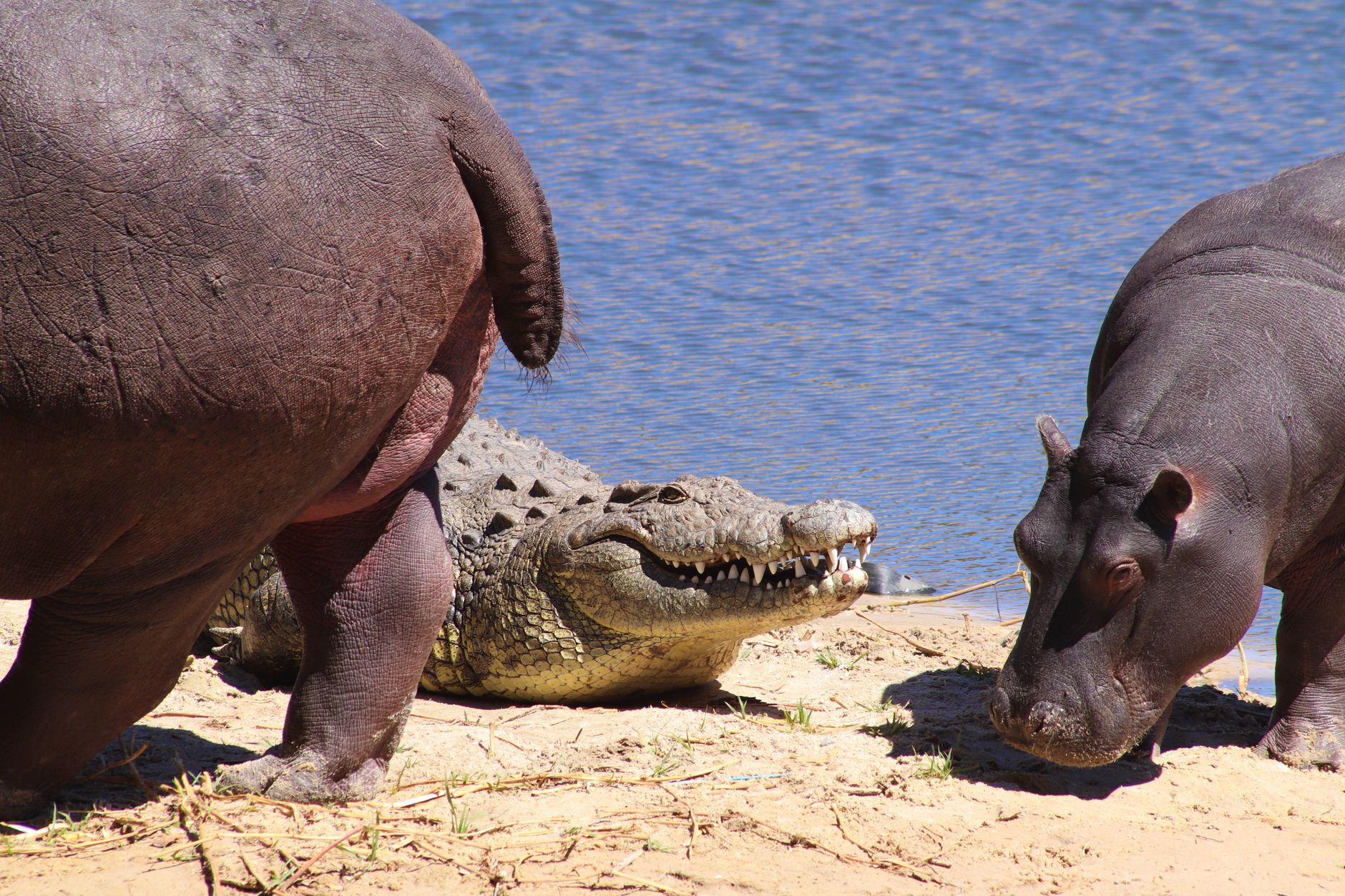 Crocodile Camp Botswanan Modern Maun Botswana