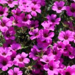 Geranium
