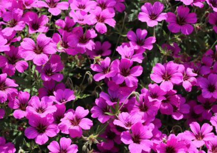 Geranium