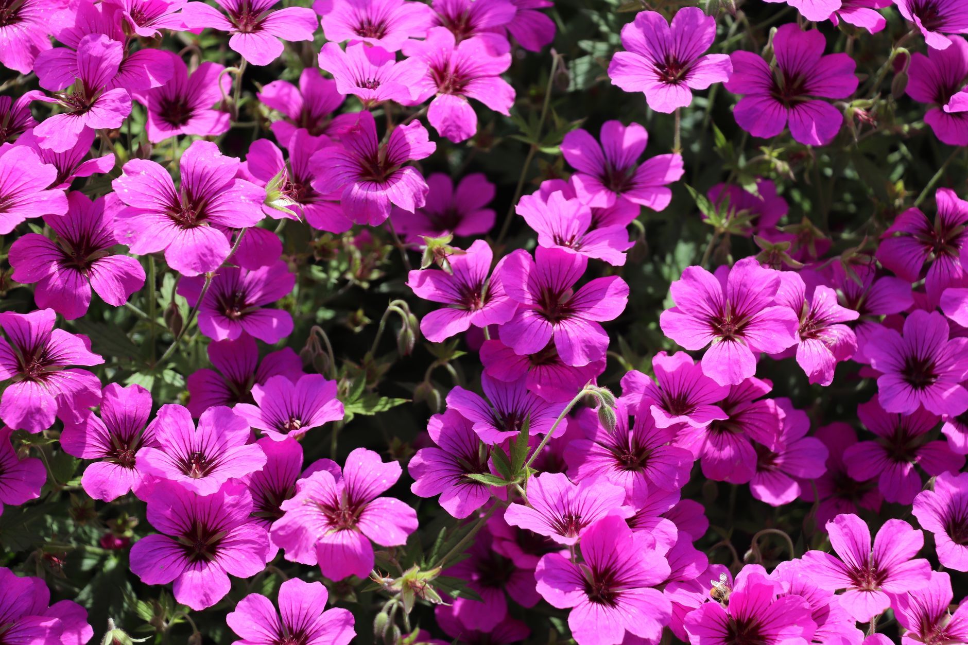 Geranium Copenhagen New Nordic