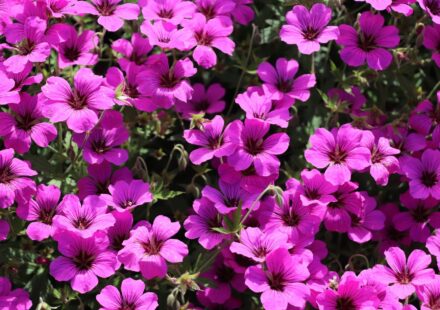 Geranium