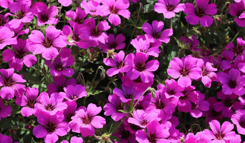Geranium