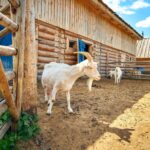 Girl & the Goat