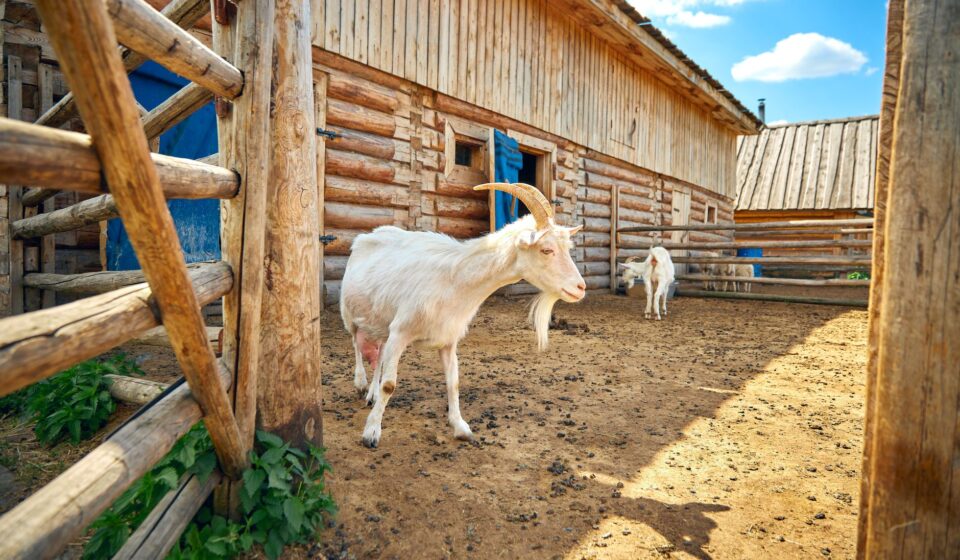 Girl & the Goat