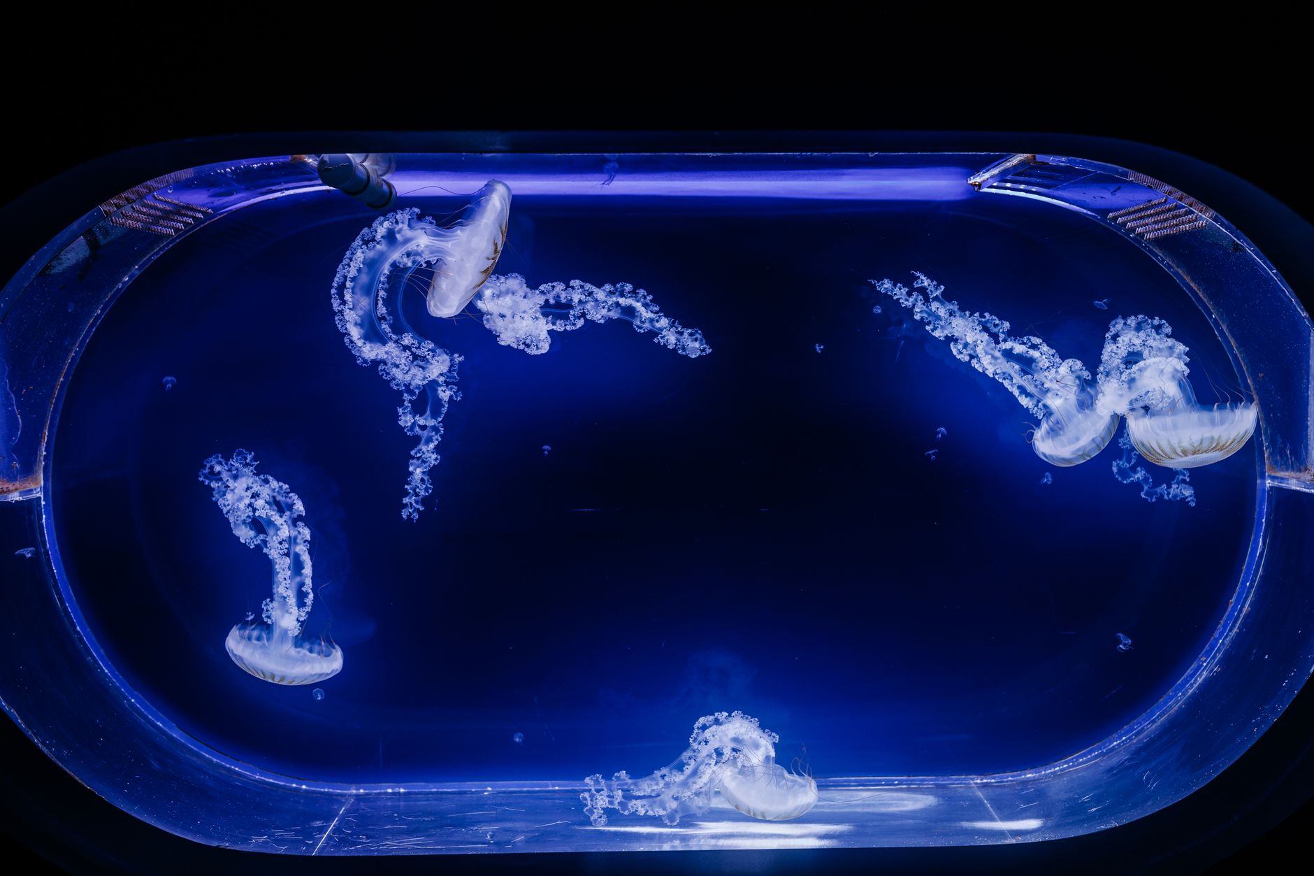 Jellyfish signature