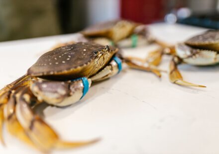 Joe's Stone Crab