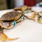 Joes Stone Crab