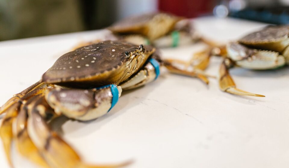 Joes Stone Crab