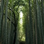Kitcho Arashiyama