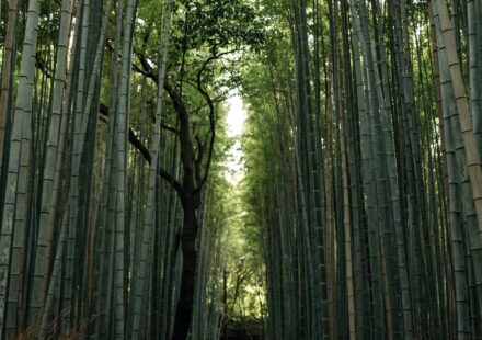 Kitcho Arashiyama