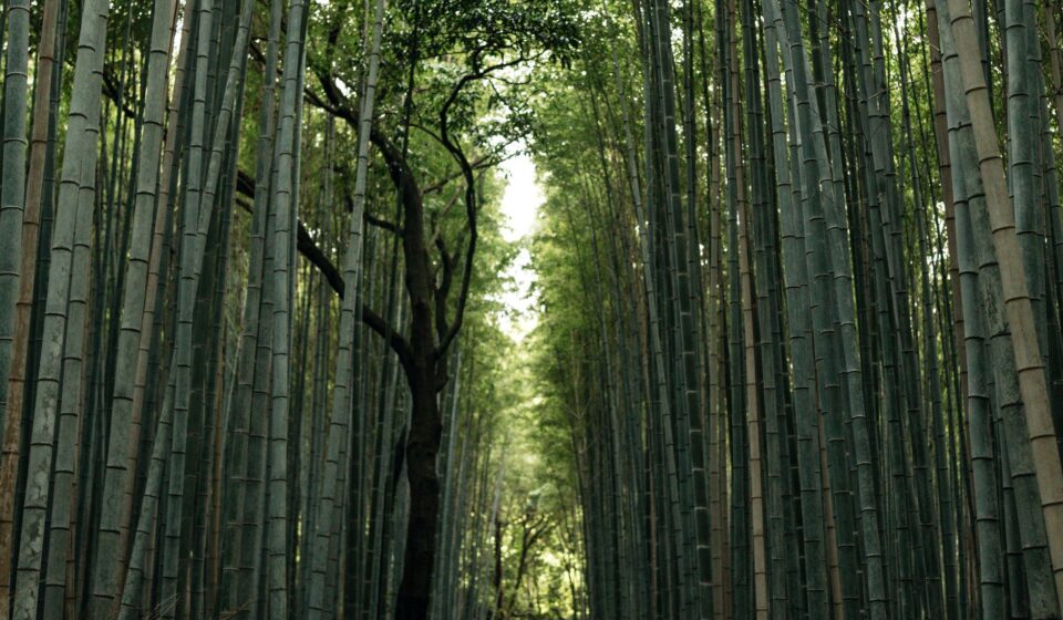 Kitcho Arashiyama