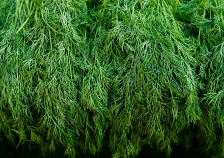Dill