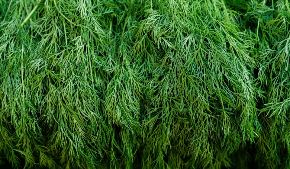 Dill