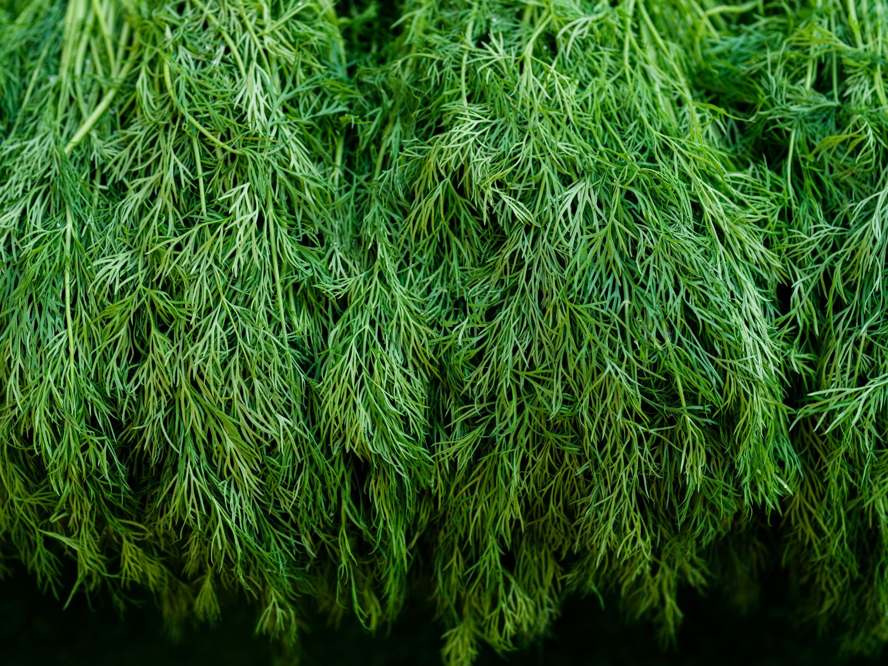 Dill Reykjavik