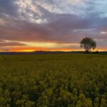 Field