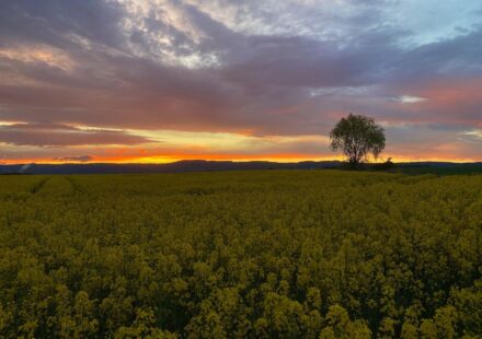 Field