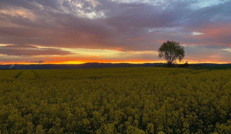 Field