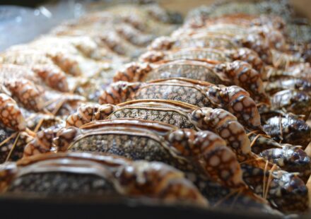 Kepiting Kenari