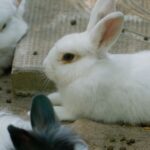 White Rabbit
