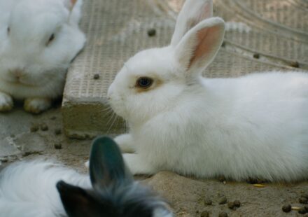 White Rabbit