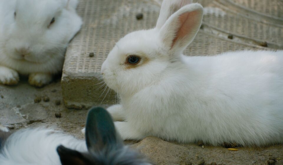 White Rabbit
